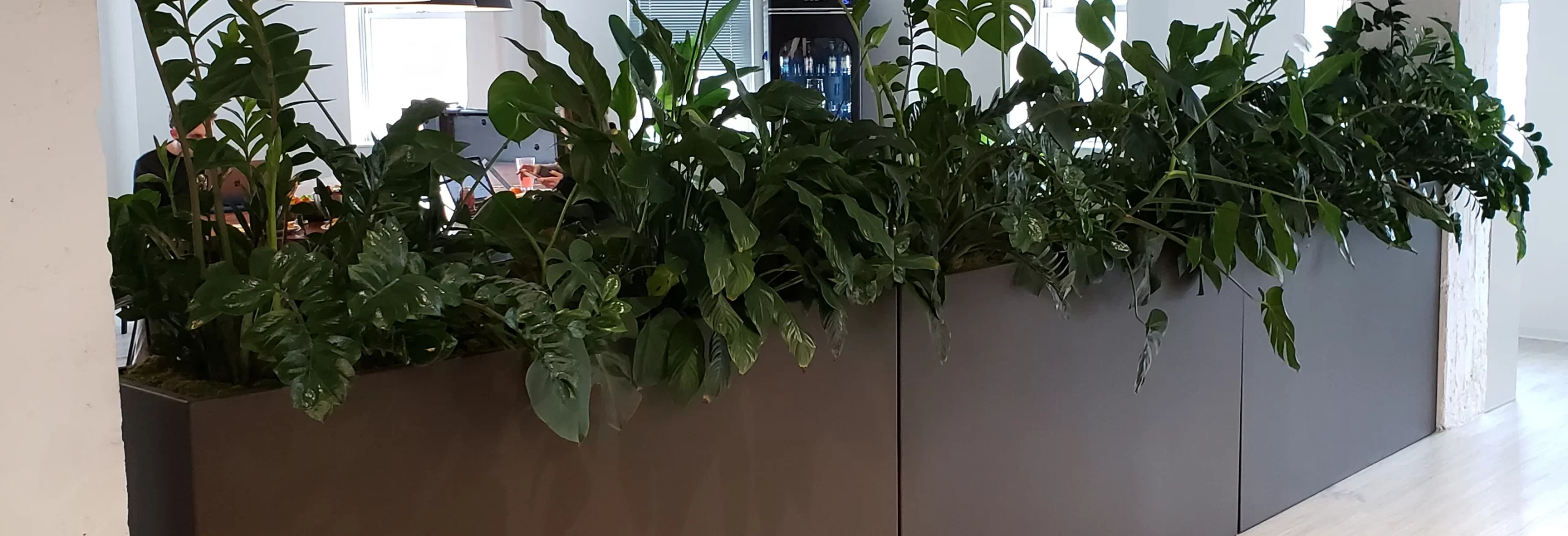 Ofis için Dikdörtgen Saksı