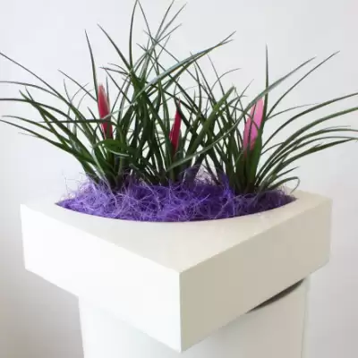Masa Vitrin üstü Modern Fiber Saksı